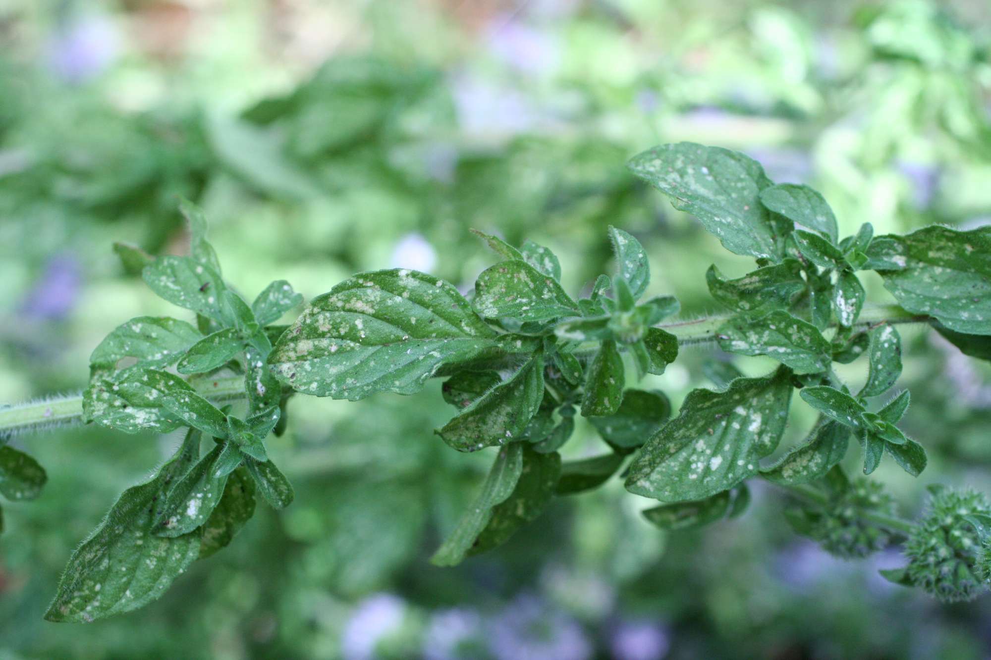 Mentha pulegium